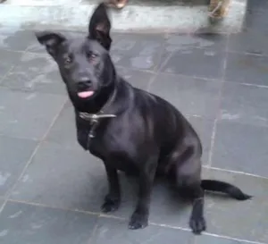Cachorro raça Labrador idade 7 a 11 meses nome kim