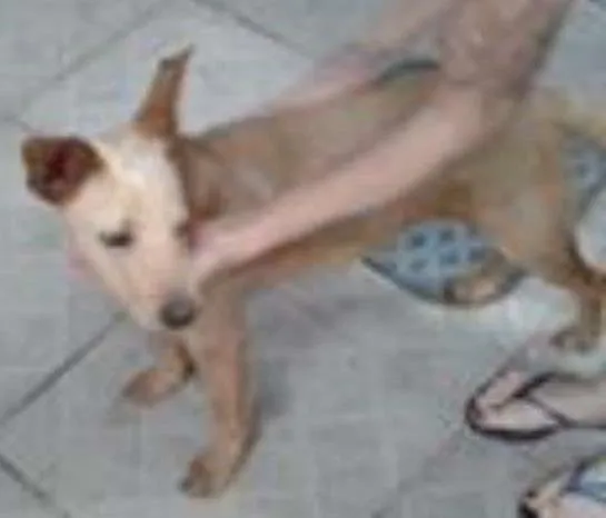 Cachorro ra a SRD idade 1 ano nome Júpiter Inácio