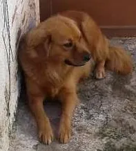 Cachorro ra a labrador idade 3 anos nome loirona