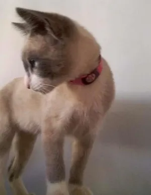 Gato raça Cianes idade 2 a 6 meses nome Mel