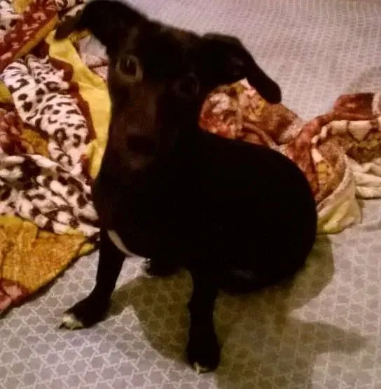 Cachorro ra a vira-lata  idade Abaixo de 2 meses nome perola
