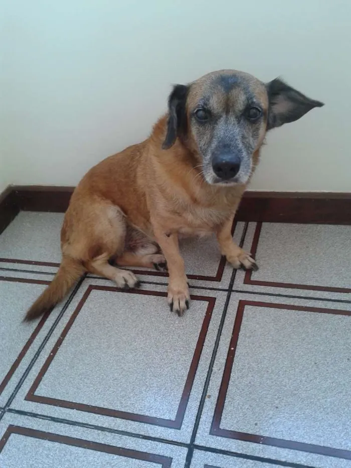 Cachorro raça SRD idade 6 ou mais anos nome jack