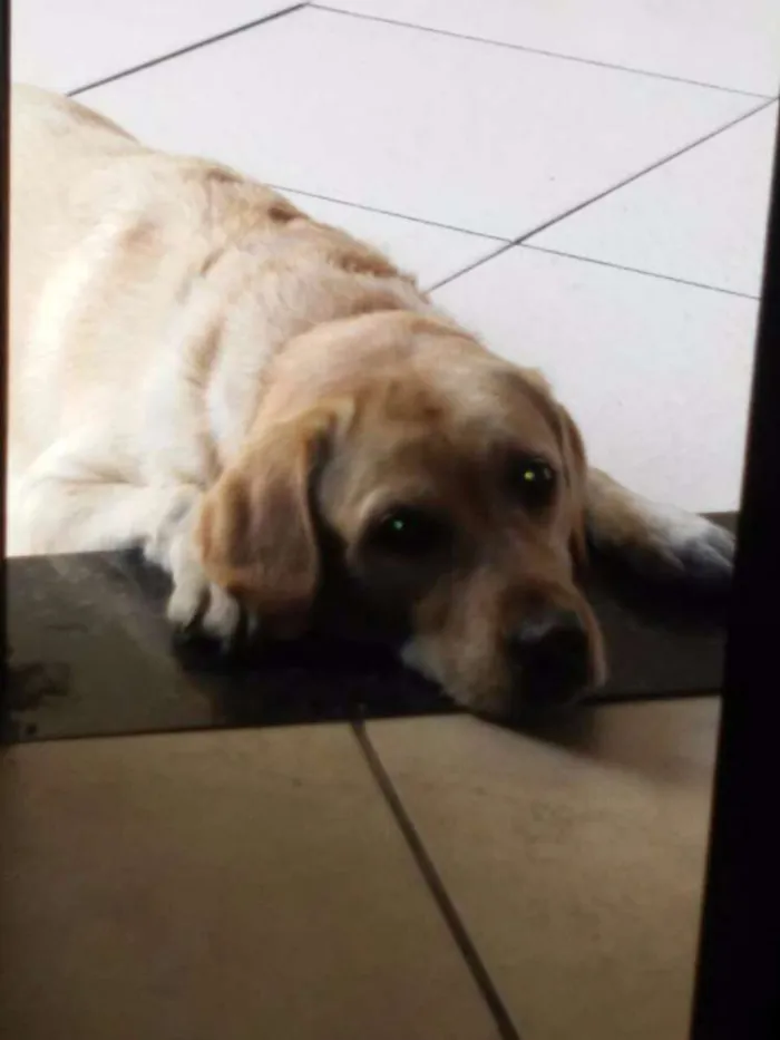 Cachorro ra a Labrador Retriever idade 6 ou mais anos nome Jully