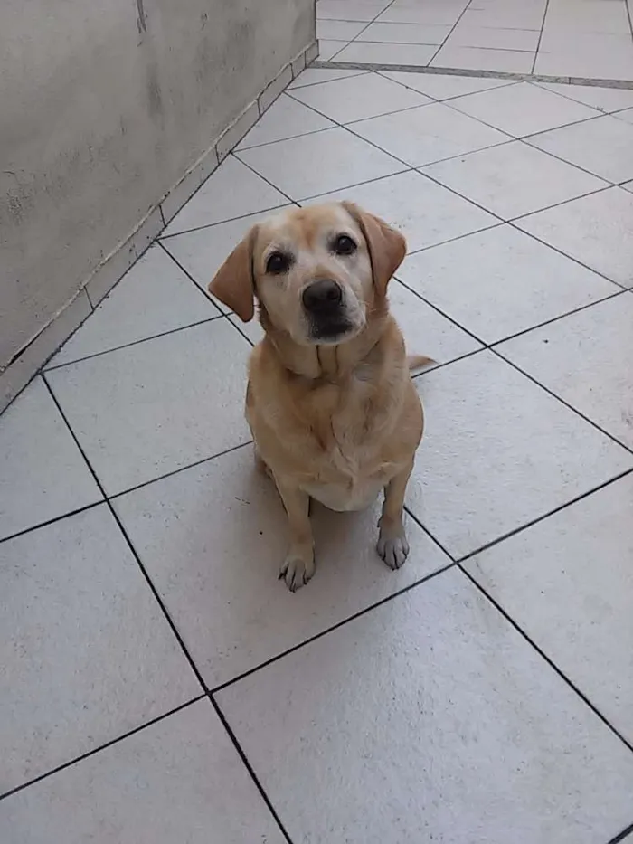 Cachorro ra a Labrador Retriever idade 6 ou mais anos nome Jully