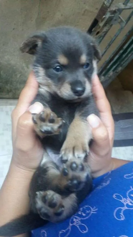 Cachorro ra a srd idade Abaixo de 2 meses nome Nick