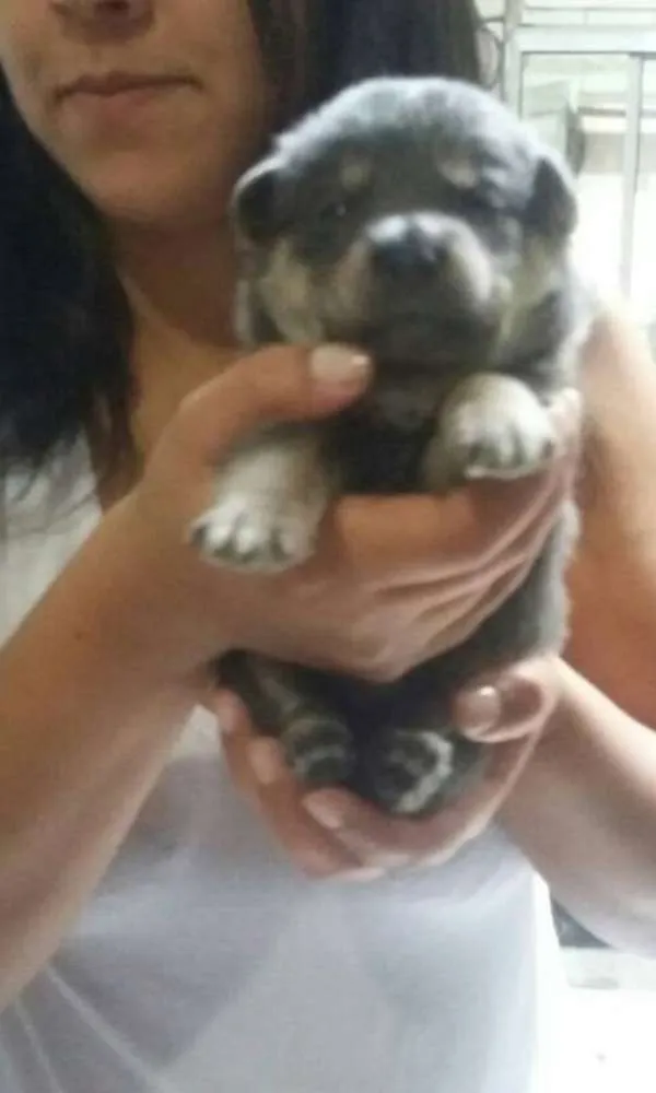 Cachorro ra a srd idade Abaixo de 2 meses nome Nick