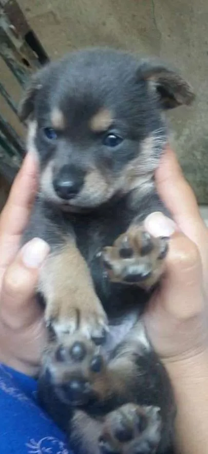 Cachorro ra a srd idade Abaixo de 2 meses nome Nick