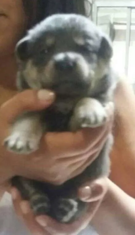 Cachorro ra a srd idade Abaixo de 2 meses nome Nick