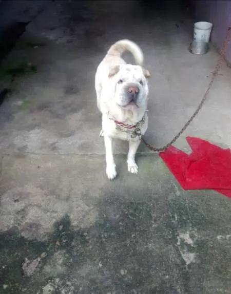 Cachorro ra a Shar Pei idade  nome Gudão GRATIFICA