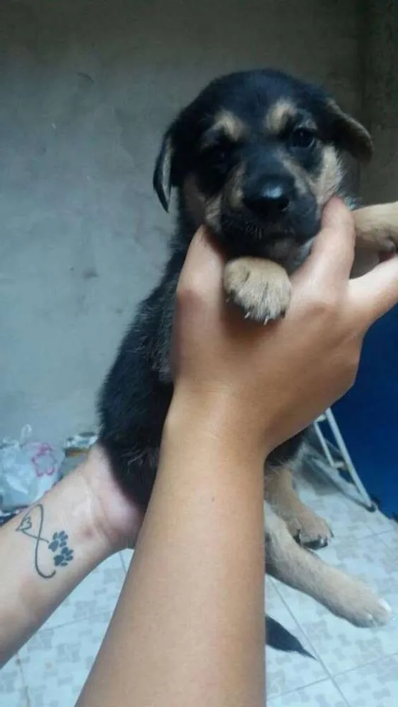Cachorro ra a SRD idade Abaixo de 2 meses nome Mila