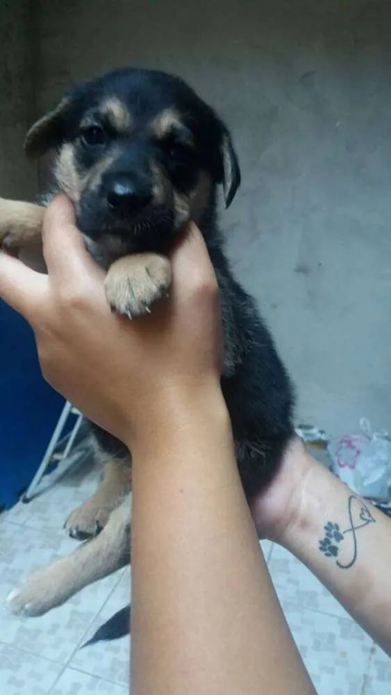 Cachorro ra a SRD idade Abaixo de 2 meses nome Mila