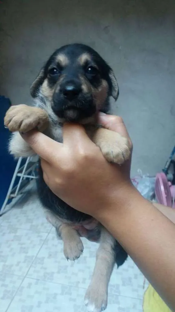 Cachorro ra a SRD idade Abaixo de 2 meses nome Mila