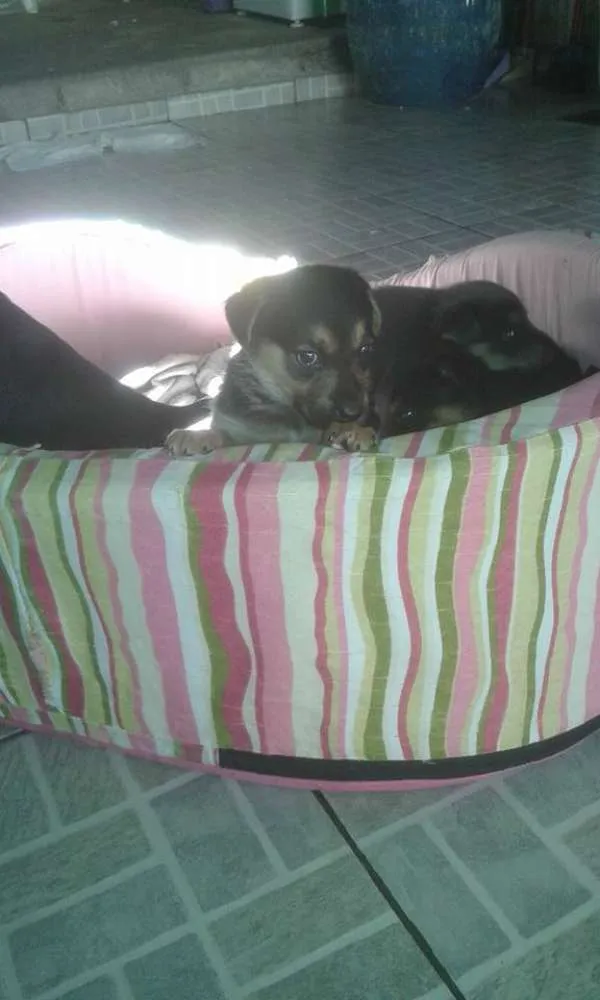 Cachorro ra a SRD idade Abaixo de 2 meses nome Mila
