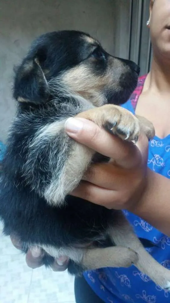 Cachorro ra a SRD idade Abaixo de 2 meses nome Mila