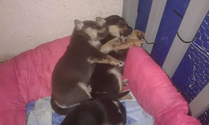 Cachorro ra a SRD idade Abaixo de 2 meses nome Mila