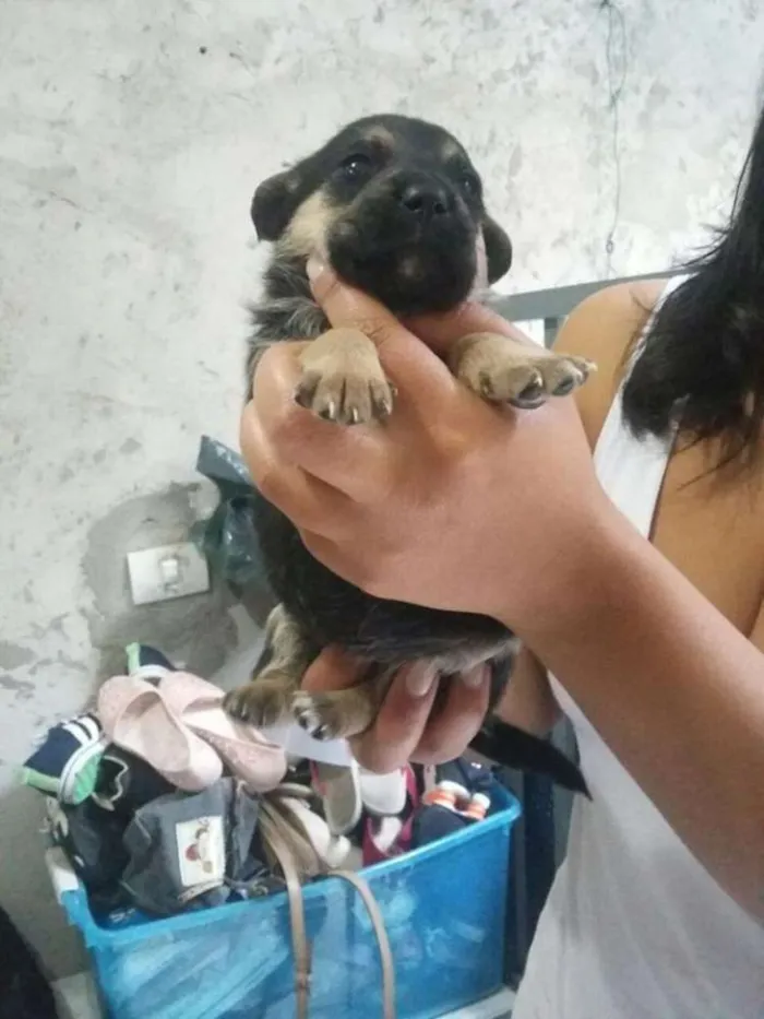 Cachorro ra a SRD idade Abaixo de 2 meses nome Mila