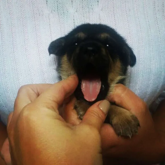 Cachorro ra a SRD idade Abaixo de 2 meses nome Mila