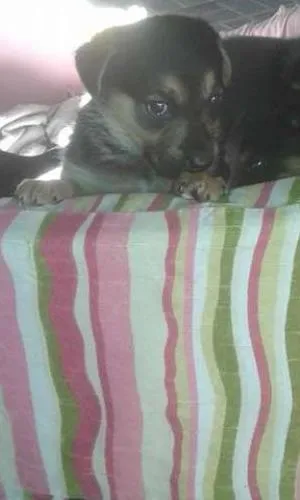 Cachorro ra a SRD idade Abaixo de 2 meses nome Mila