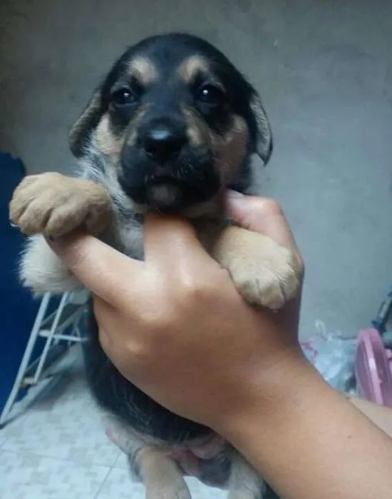 Cachorro ra a SRD idade Abaixo de 2 meses nome Mila