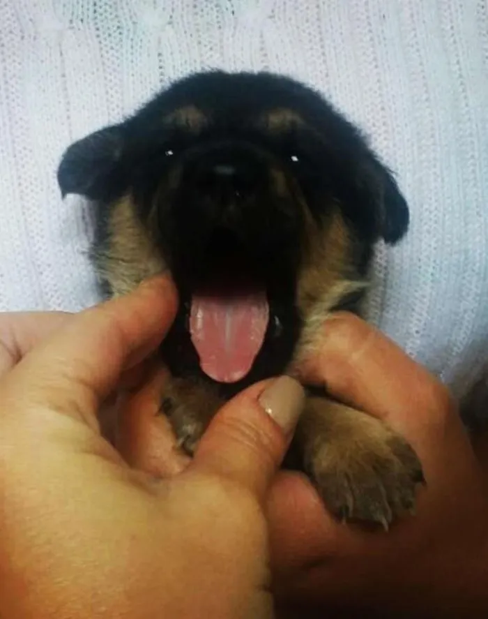 Cachorro ra a SRD idade Abaixo de 2 meses nome Mila