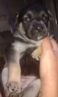 Bambina