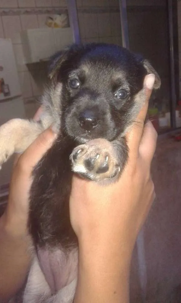 Cachorro ra a SRD idade Abaixo de 2 meses nome Bambina