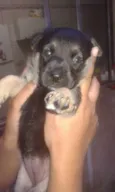Bambina