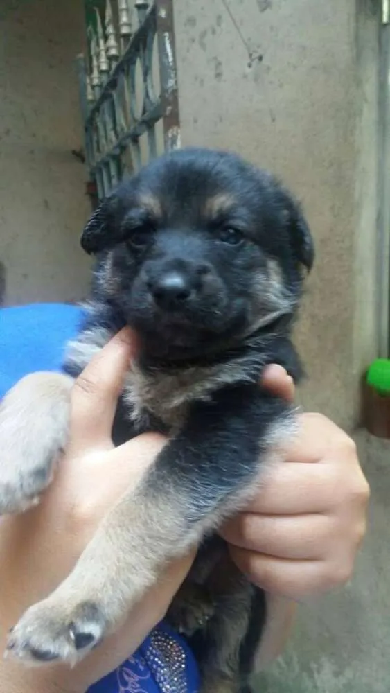 Cachorro ra a SRD idade Abaixo de 2 meses nome Bella