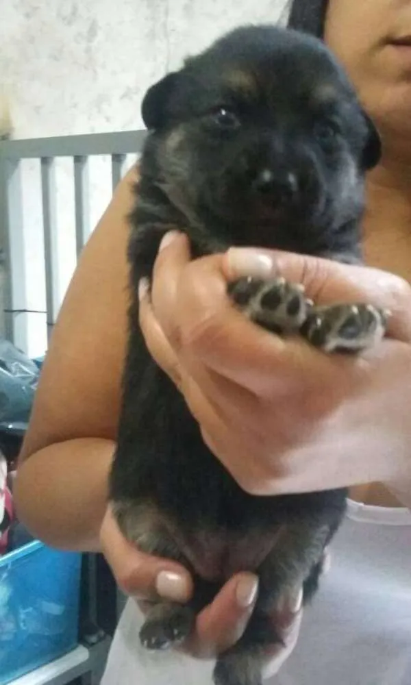 Cachorro ra a SRD idade Abaixo de 2 meses nome Bella