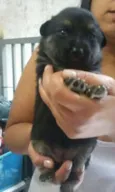 Bella