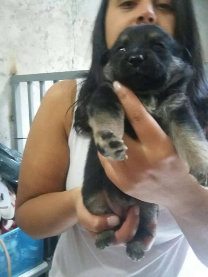 Cachorro ra a SRD idade Abaixo de 2 meses nome Bella