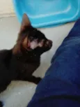 Neguinho