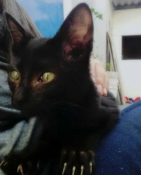 Gato ra a vira lata idade 2 a 6 meses nome Neguinho