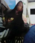 Neguinho