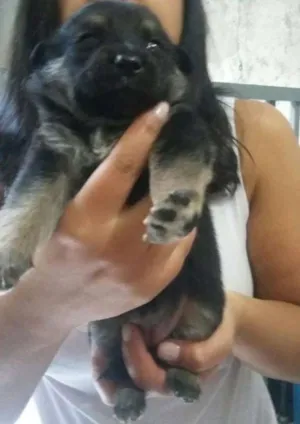 Cachorro raça SRD idade Abaixo de 2 meses nome Bella
