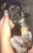 Bambina