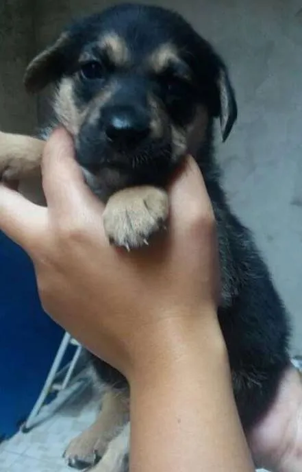 Cachorro ra a SRD idade Abaixo de 2 meses nome Mila