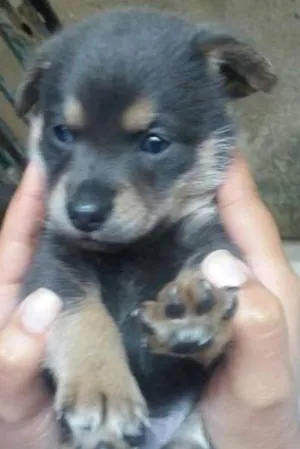 Cachorro raça srd idade Abaixo de 2 meses nome Nick