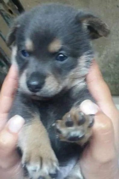 Cachorro ra a srd idade Abaixo de 2 meses nome Nick