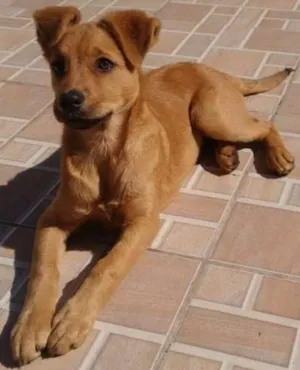 Cachorro raça Vira-lata idade 2 a 6 meses nome Kira