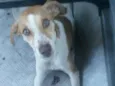 nina