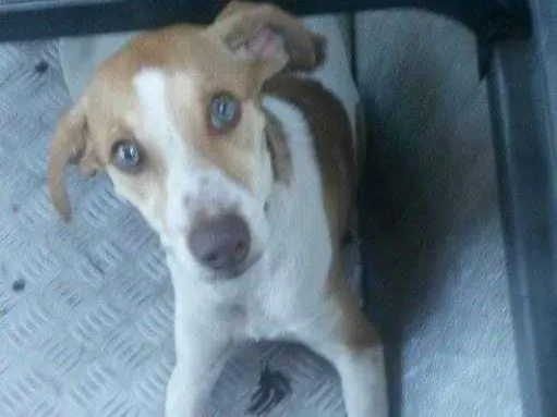 Cachorro raça  idade 1 ano nome nina
