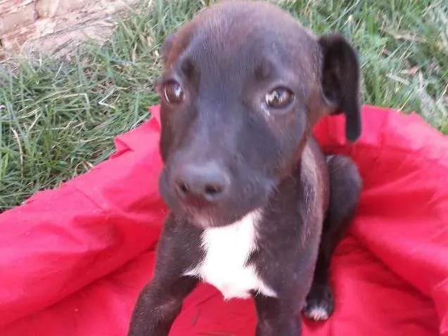 Cachorro ra a Não sei idade 2 a 6 meses nome Não tem