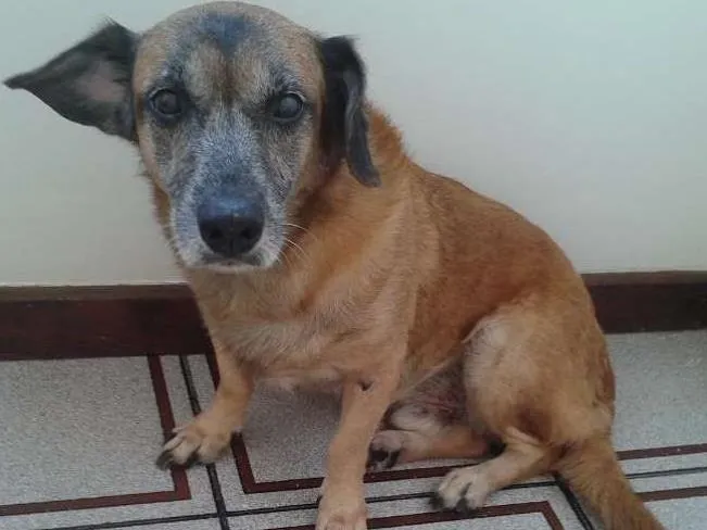 Cachorro raça SRD idade 6 ou mais anos nome jack