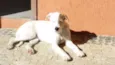pequena 