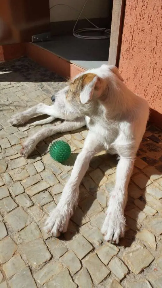 Cachorro raça Srd idade 7 a 11 meses nome pequena 