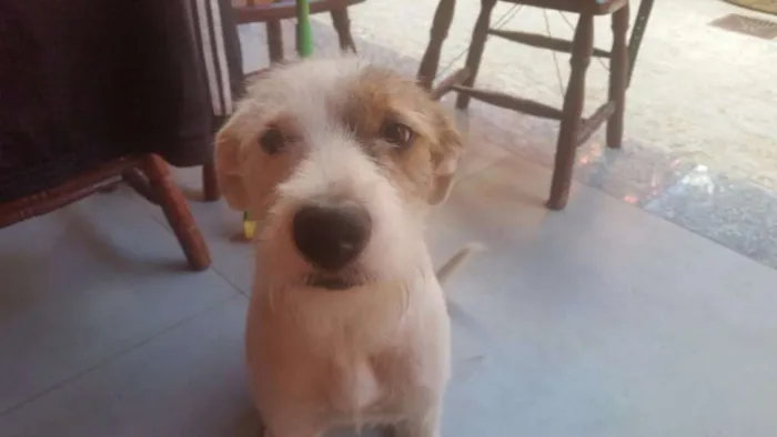 Cachorro raça Srd idade 7 a 11 meses nome pequena 