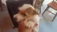 pequena 