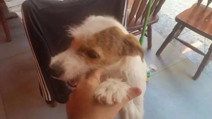 Cachorro raça Srd idade 7 a 11 meses nome pequena 