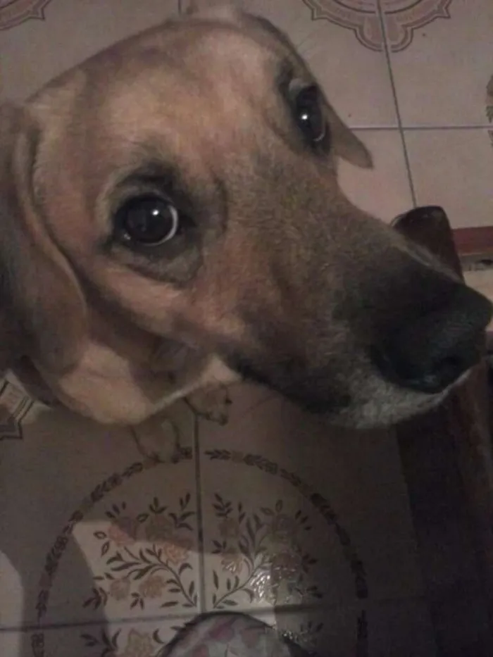 Cachorro ra a Sem raça definida idade 4 anos nome Thor